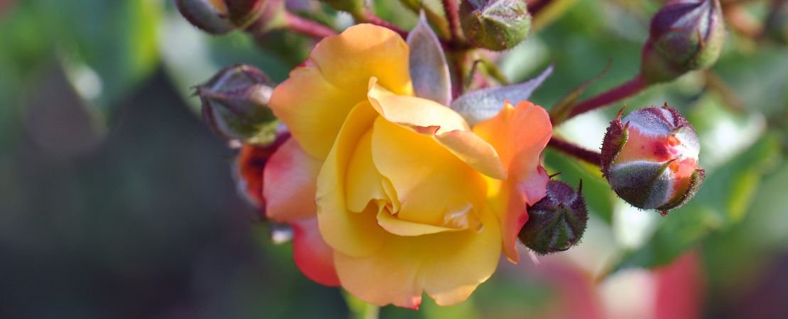 Main image for the article:Rose Fragrances: What Roses Smell Like