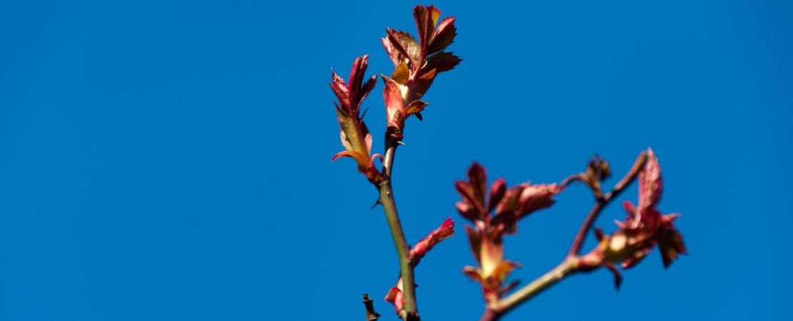 Main image for the article:What to Do in the Rose Garden in April
