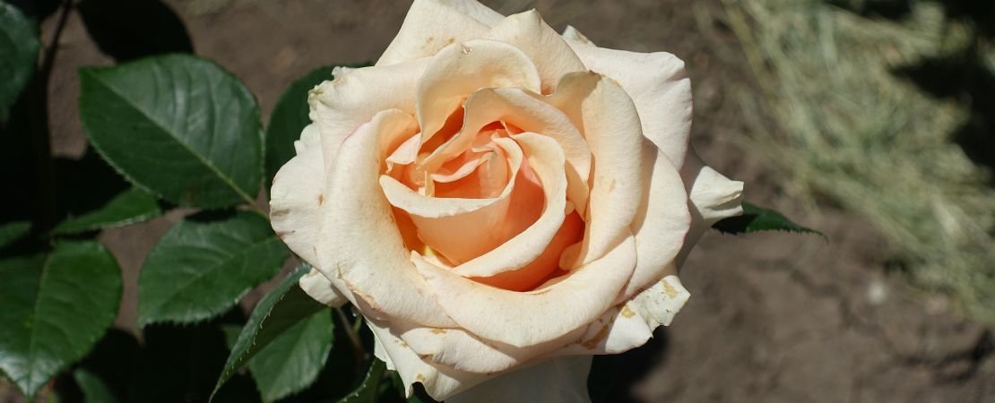 Main image for the article:Rose Care in Summer: What To Do in August