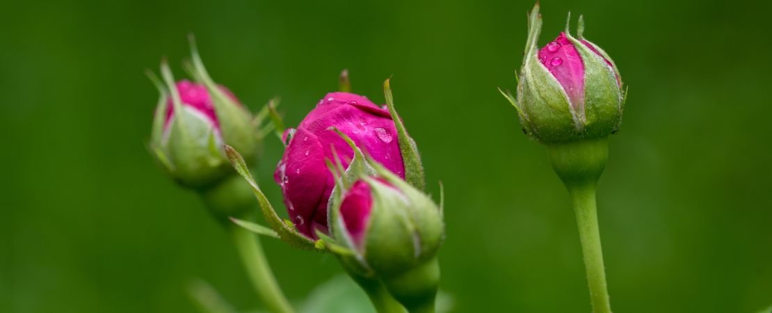 Main image for the article:May Rose Care Guide: Monthly Tips by Zone