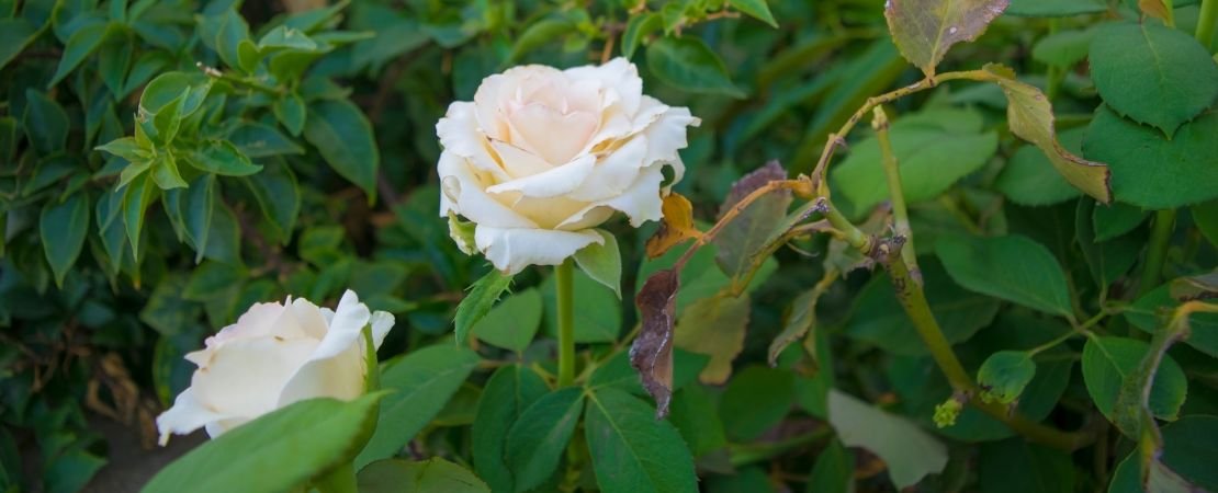 Main image for the article:Rose Care in Summer: What to Do in July
