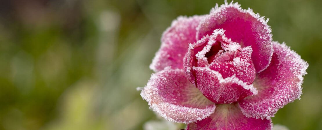 Main image for the article:Gardening Mistakes You Didn’t Know You Were Making