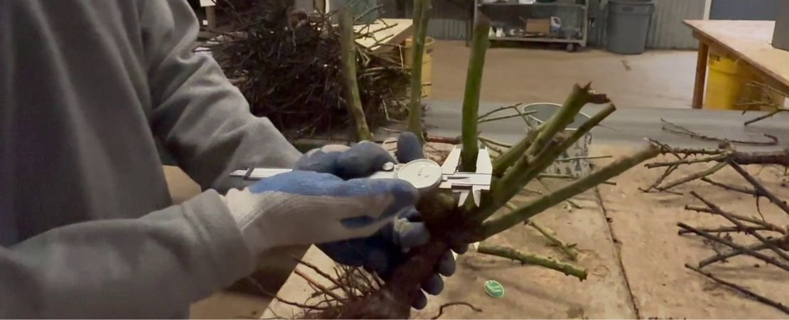 Main image for the article:Bare Root Rose Grades Explained: What Grade 1, 1.5, and 2 Mean
