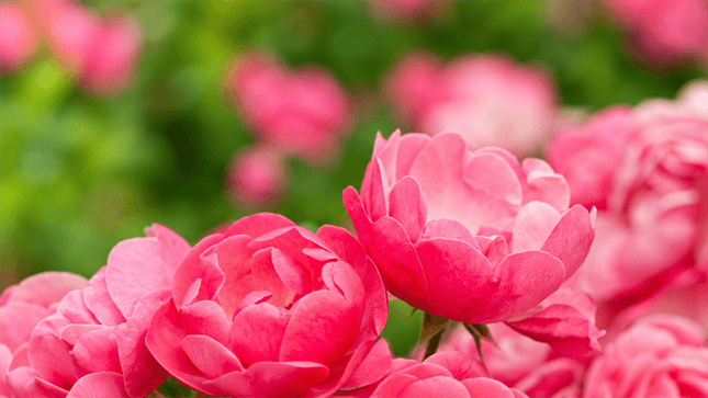 The Different Types of Roses: An Ultimate Guide