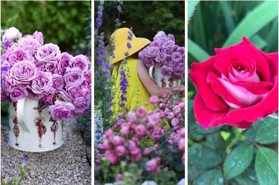 Past Jackson and Perkins winning rose entries with lavender and red roses