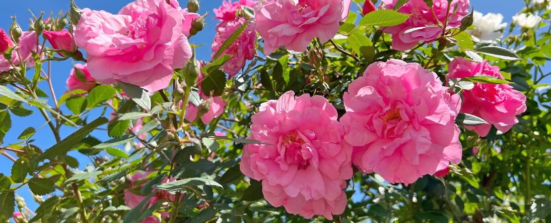 Main image for the article:Jackson & Perkins Rose Photo Contest & Photography Tips