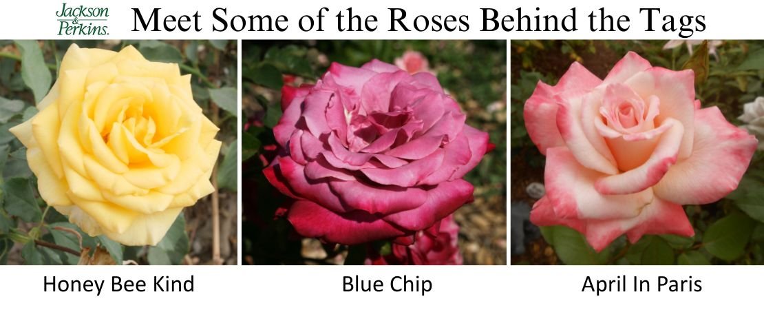 Honey Bee Kind, Blue Chip, and April In Paris roses from Jackson and Perkins