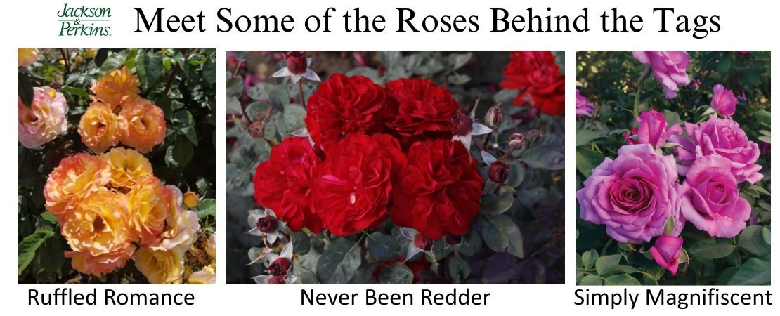 Ruffled Romance, Never Been Redder, and Simply Magnificent roses from Jackson and Perkins