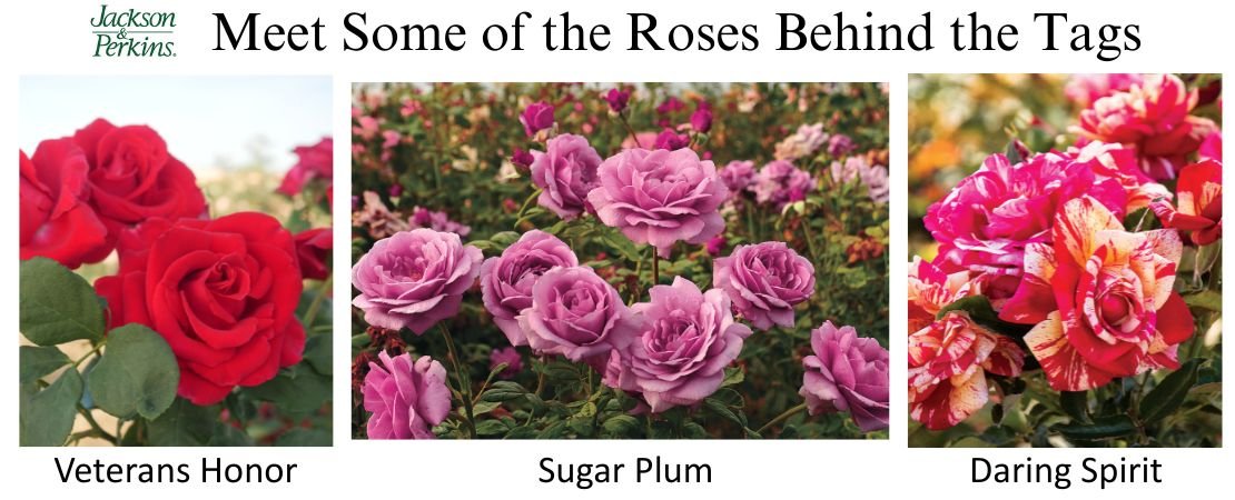 Veterans Honor, Sugar Plum, and Daring Spirit roses from Jackson and Perkins