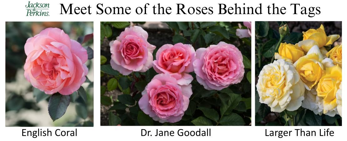 English Coral, Dr. Jane Goodall, and Larger Than Life roses from Jackson and Perkins