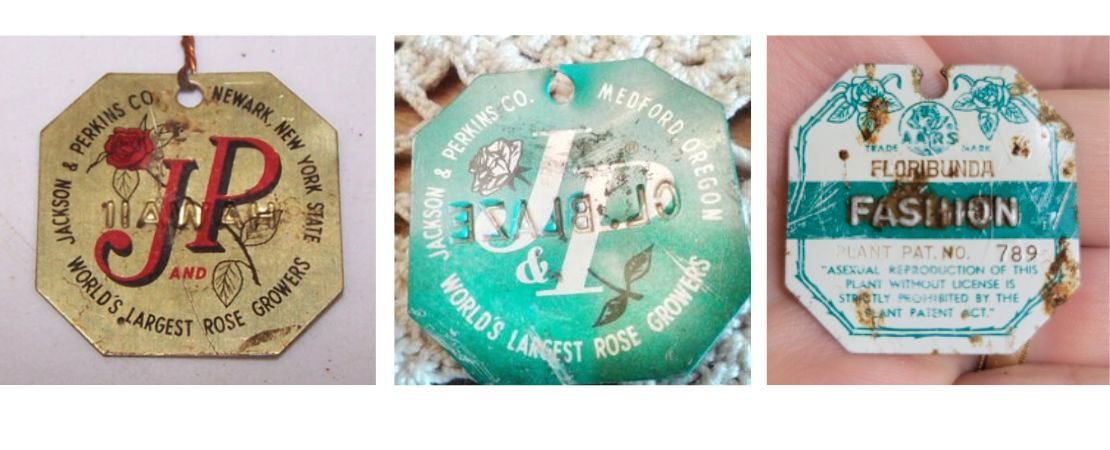 Main image for the article:What Is a Jackson & Perkins Rose Tag and Which Roses Get One?