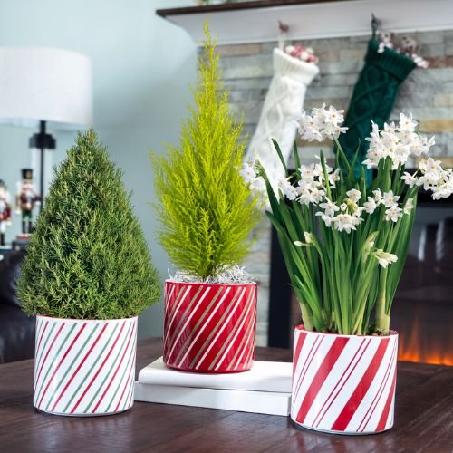 festive, fragrant, live rosemary tree