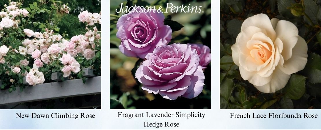 Best all-around roses for Texas