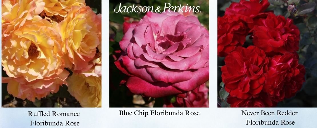 Best roses for Central Texas