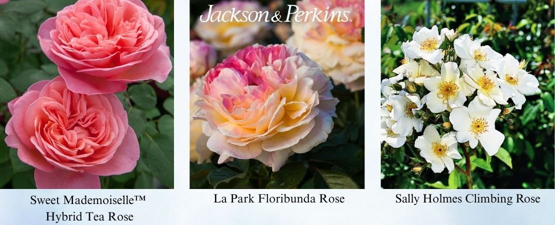 Best roses for East Texas