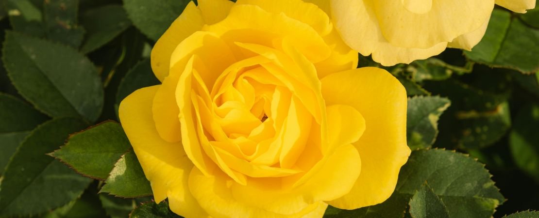 Main image for the article:Best Roses for Texas: What to Plant in Every Region