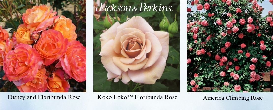 Best roses for North Texas