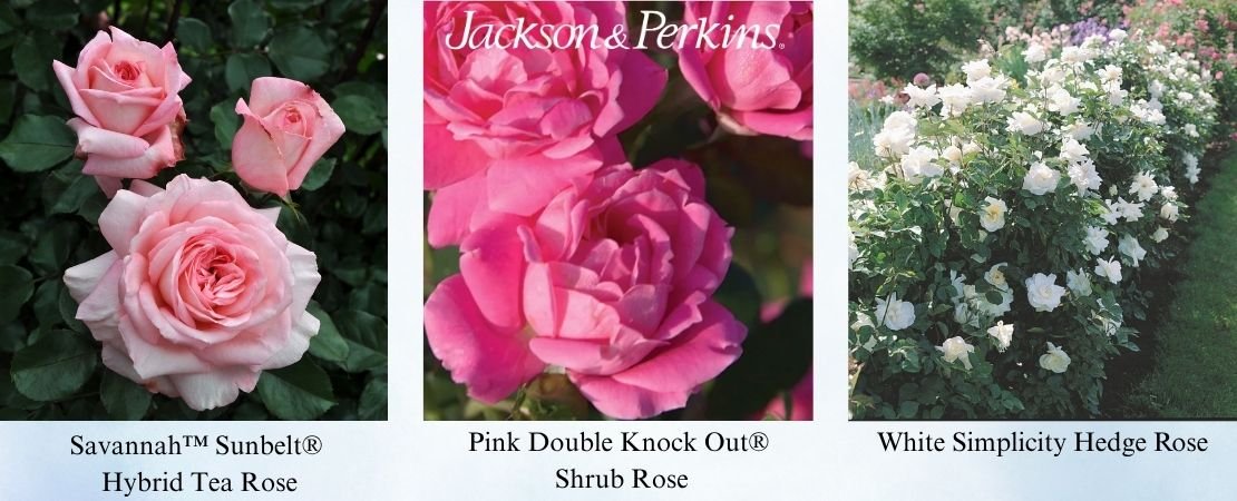 Best roses for South Texas