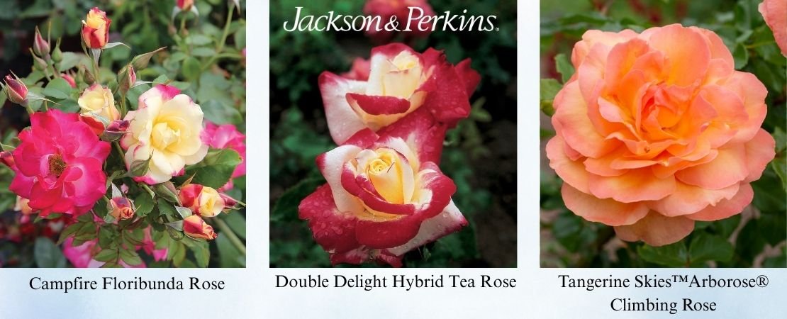 Best roses for West Texas