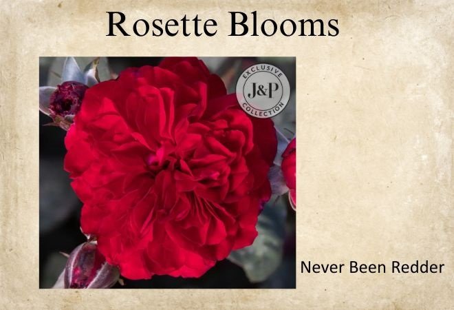 roses with rosette blooms