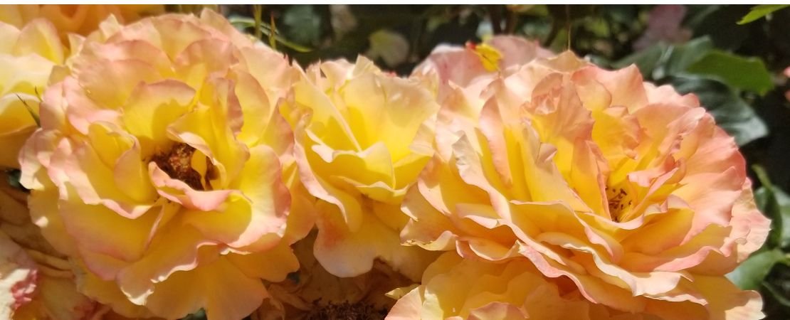 Main image for the article:The 2025 Name the Rose Contest