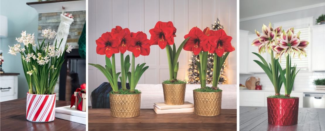 selection of seasonal blooming flower gifts