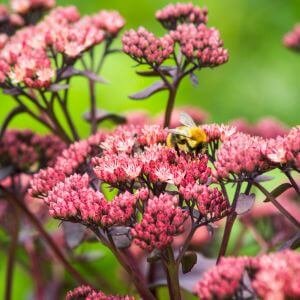 pink sedum flowers