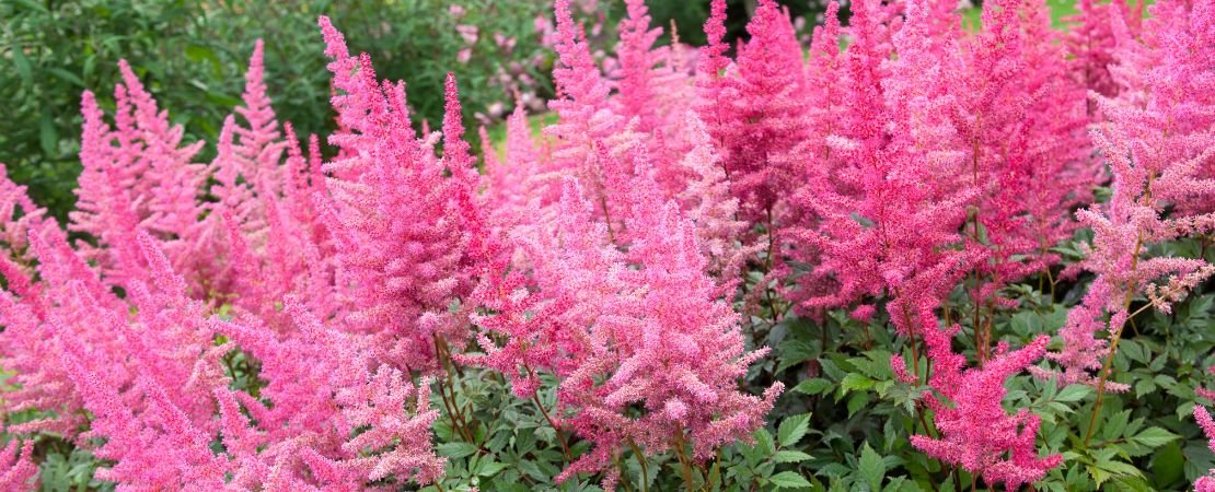 pink astilbe flowers in shade garden
