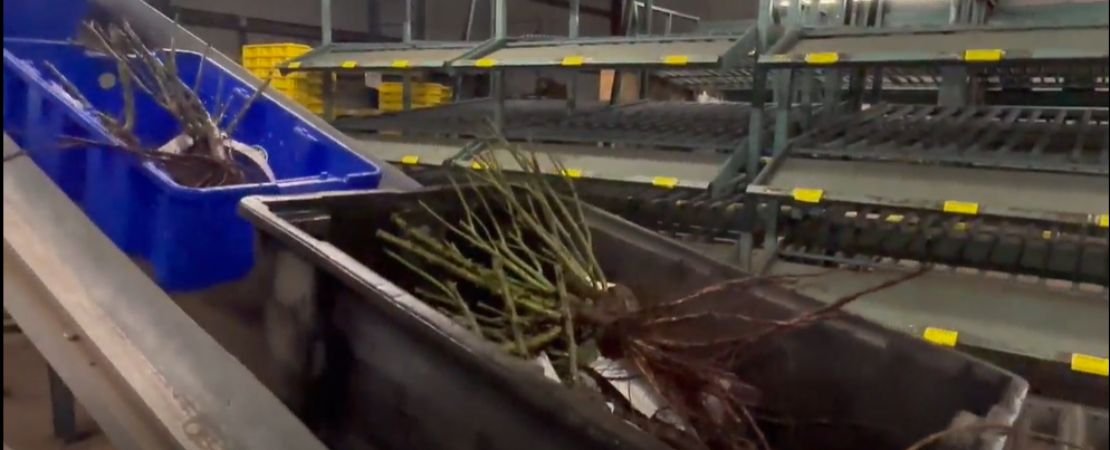 bare root roses moving along the conveyor belt prior to packaging