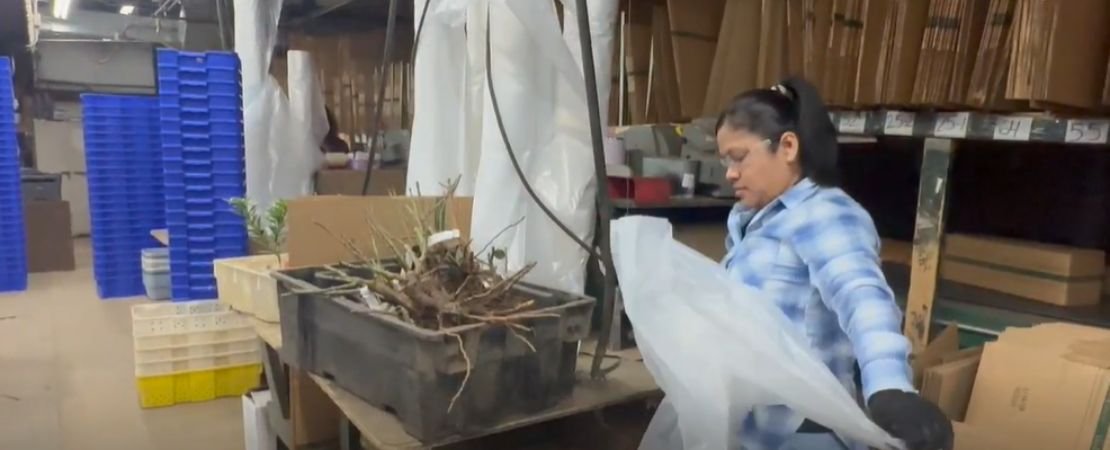 bare root roses being carefully packed for shipping