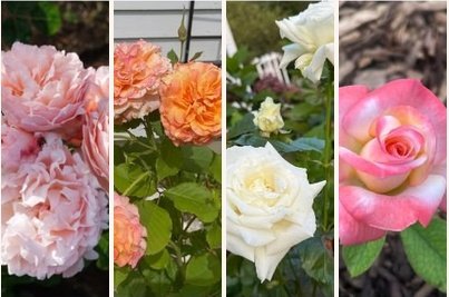 Past Jackson and Perkins winning rose entries