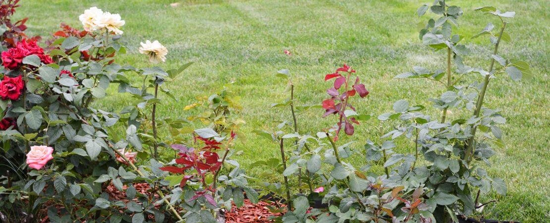 rose garden in back yard