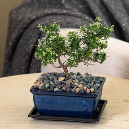 living Bonsai tree gift plant