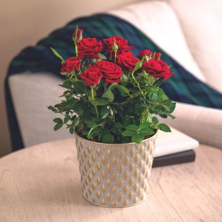 red miniature rose gift plant