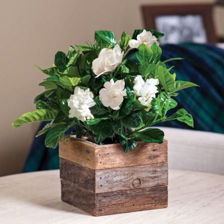 gardenia gift plant