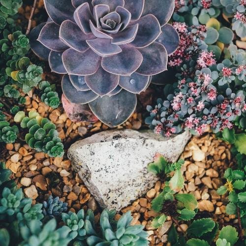 succulent garden