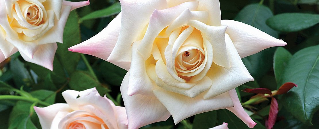 Summer Rose Care Sets the Stage for Fabulous Fall Blooms | Jackson ...