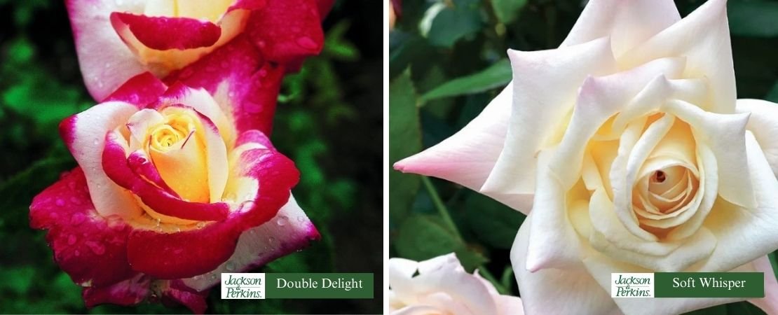 roses with fragrance