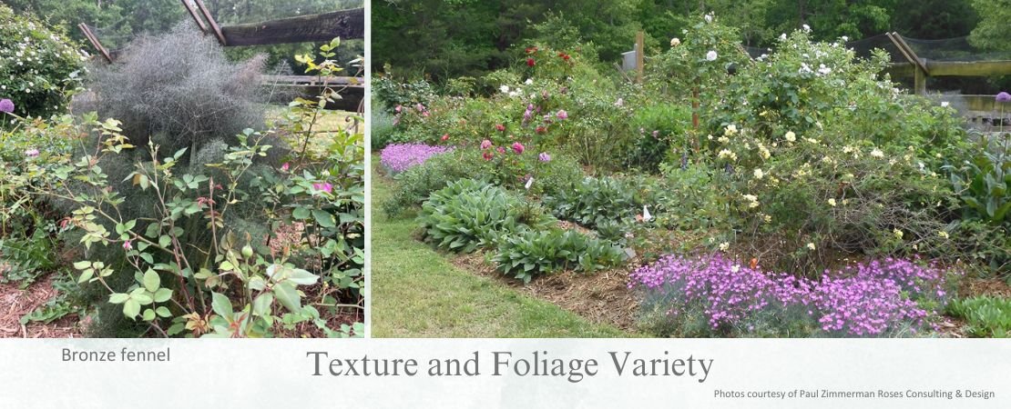 spikey and spreading perennial rose companion plants