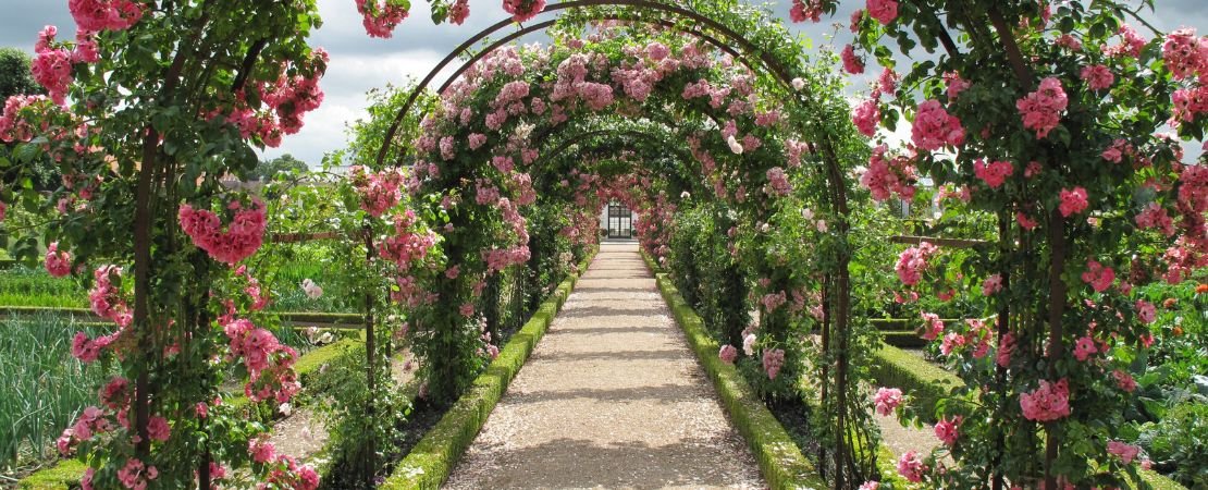 Main image for the article:The Truth About Thornless Roses: What Every Gardener Should Know
