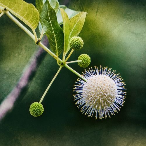 buttonbush bloom with leaves turning golden
