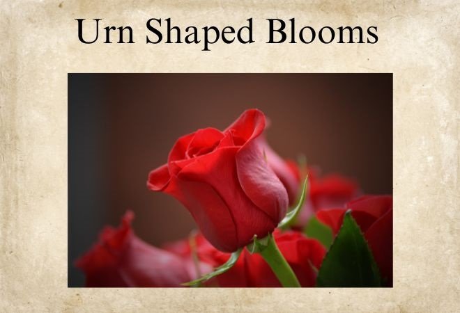 roses with urn shaped blooms