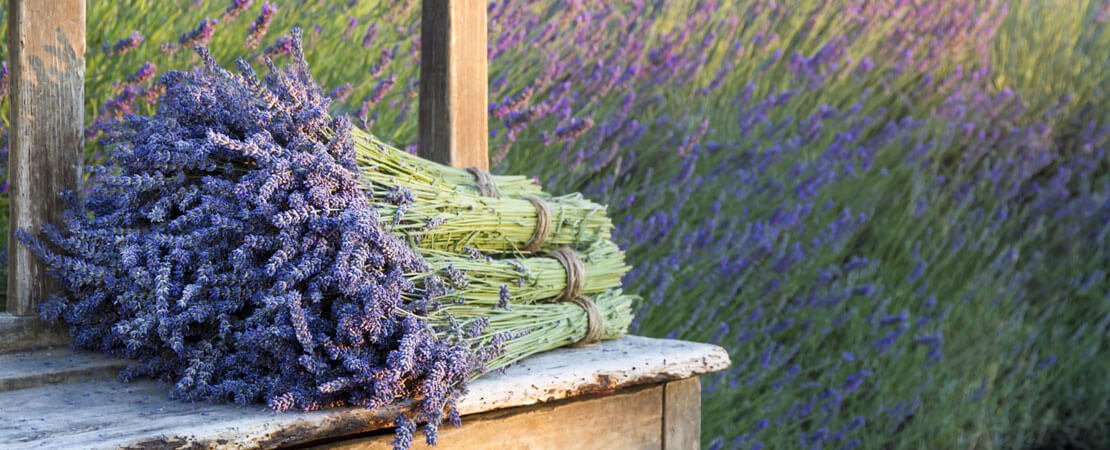 Main image for the article:Use Your Garden to Repel Mosquitoes!