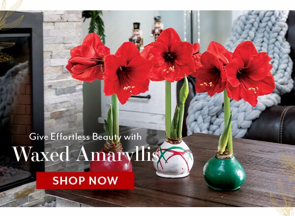 colorful waxed amaryllis bulbs with red blooms