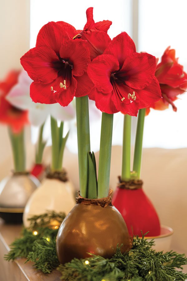 Red waxed amaryllis displayed for the holidays