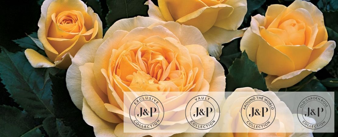 John Ford Roses Roses Around The World