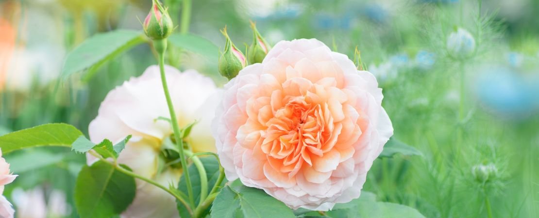 peach garden rose in bloom with buds