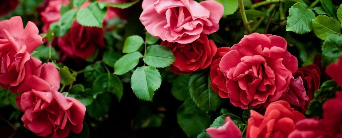 red and pink climbing roses in full bloom