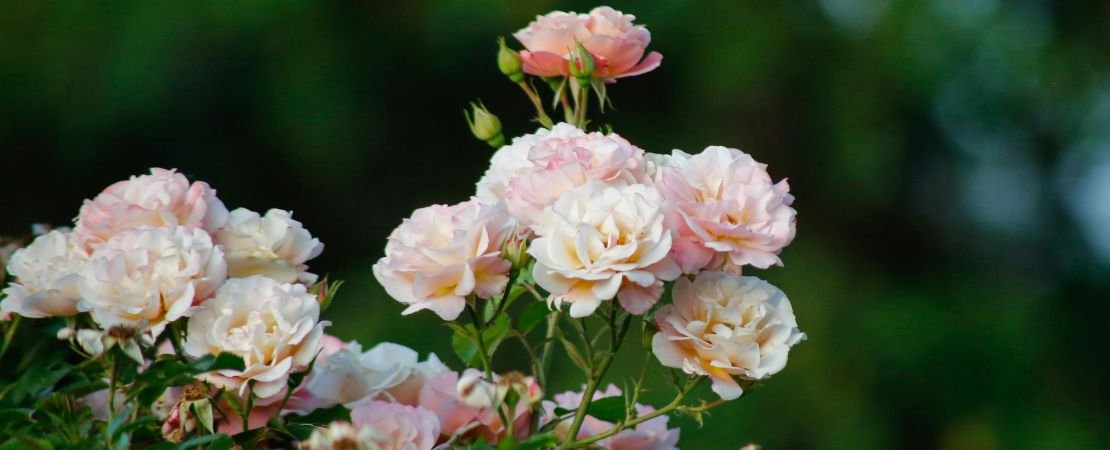 clusters of pale pink and cream roses against dark foliage