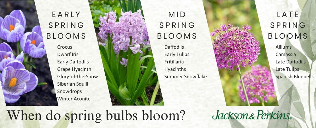 chart of bloom times for early, mid, and late season spring bulbs